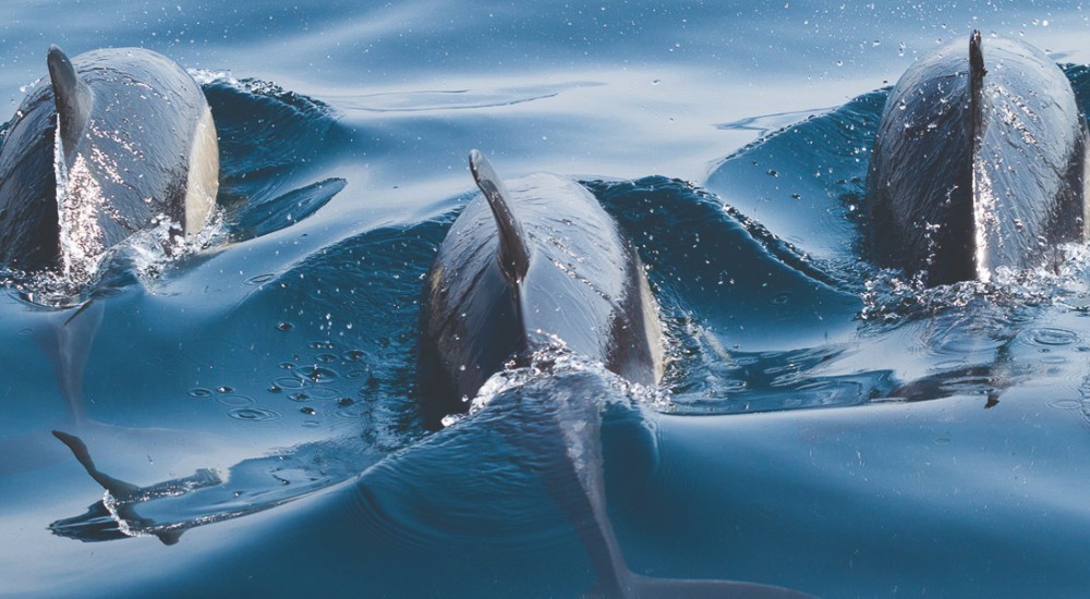Observação de golfinhos no algarve